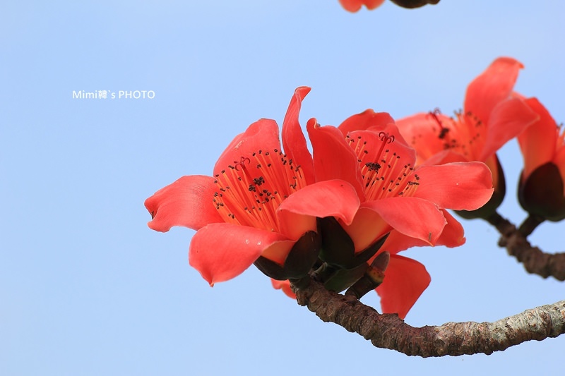 白河木棉花26.JPG