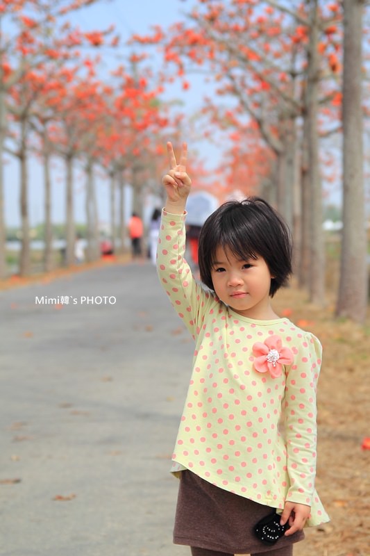 白河木棉花32.JPG