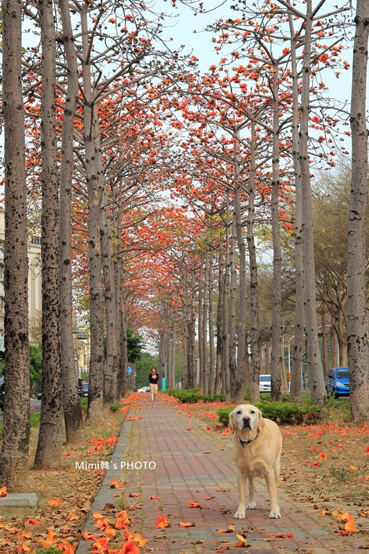 東豐路木棉花1.JPG