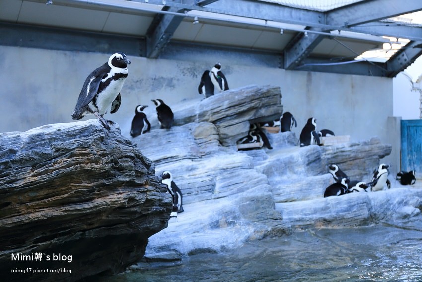 池袋太陽城水族館-19.jpg