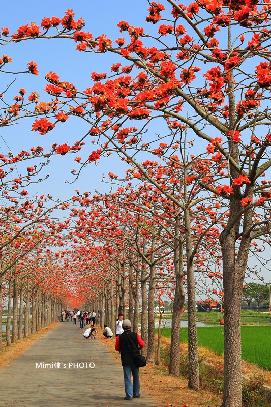 白河木棉花15.JPG