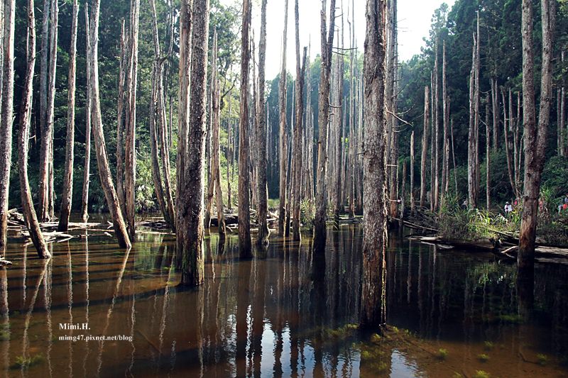 南投鹿谷忘憂森林7.JPG 南投鹿谷忘憂森林7.JPG