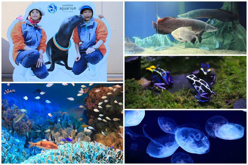 池袋太陽城水族館-22.jpg