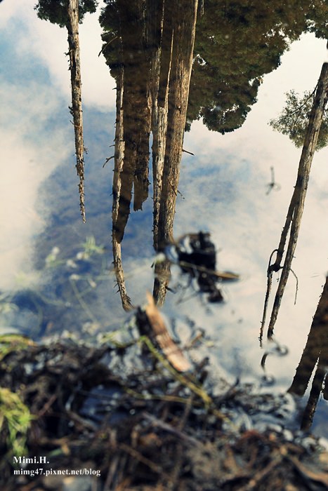 南投鹿谷忘憂森林28.JPG 南投鹿谷忘憂森林28.JPG