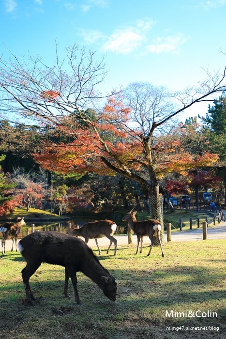 奈良東大寺-23.jpg