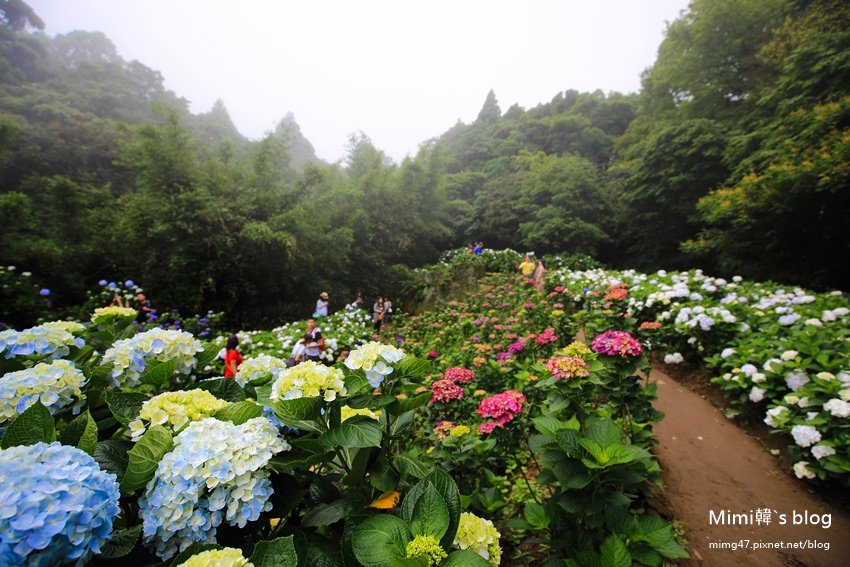 竹子湖繡球花-23.jpg