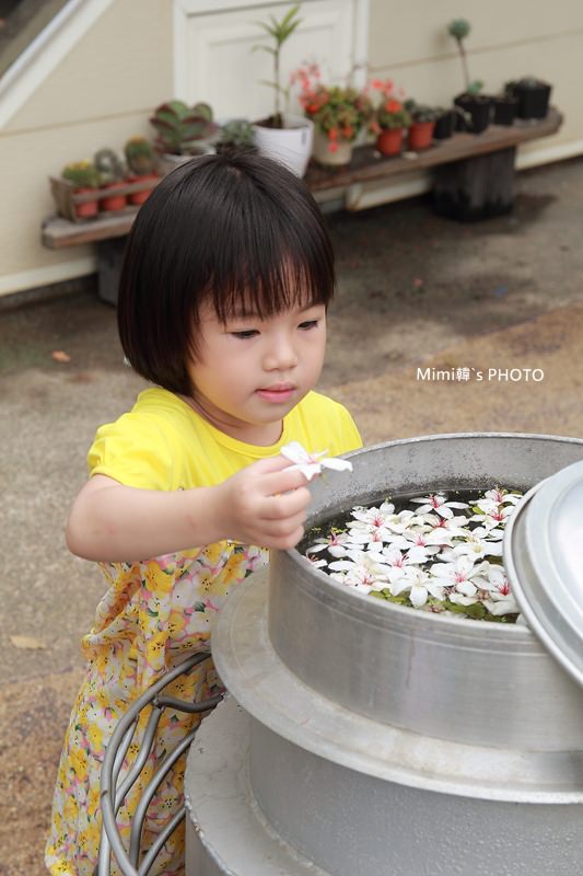 圓林仔桐花18.JPG