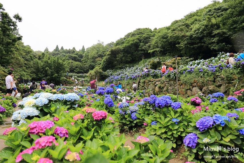 竹子湖繡球花-9.jpg