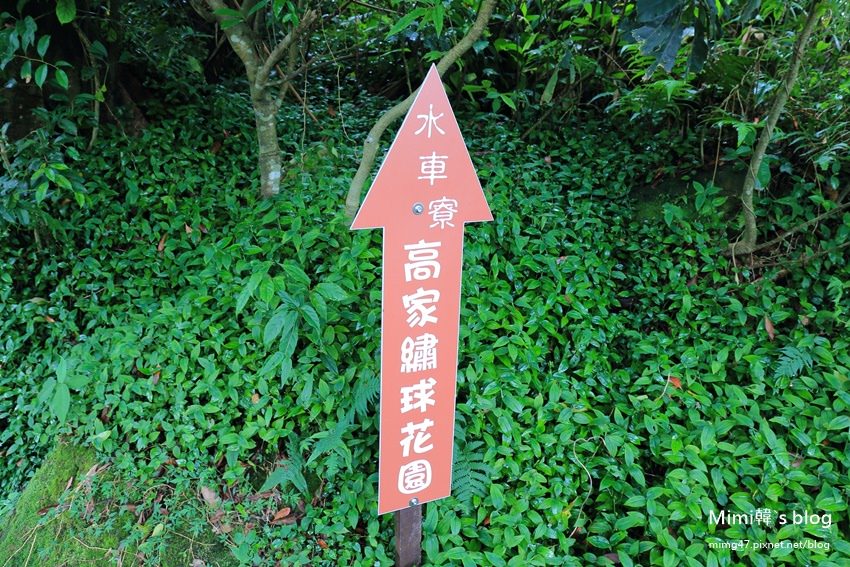 竹子湖繡球花-3.jpg