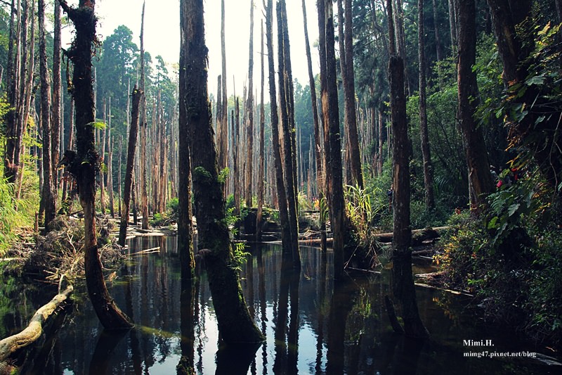 南投鹿谷忘憂森林2.JPG 南投鹿谷忘憂森林2.JPG