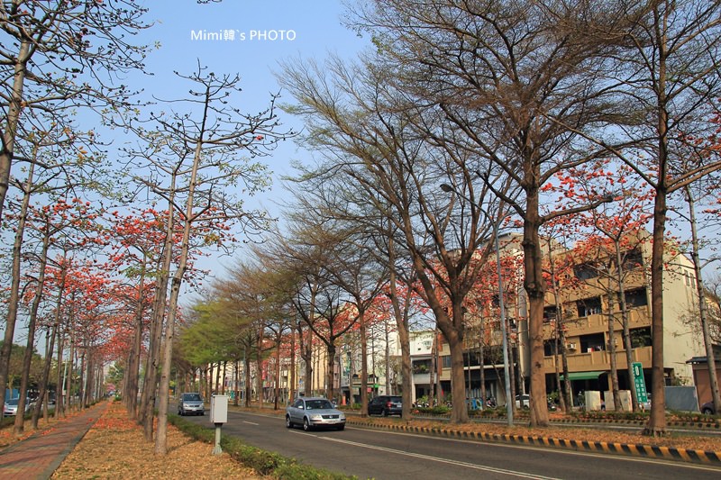 東豐路木棉花2.JPG