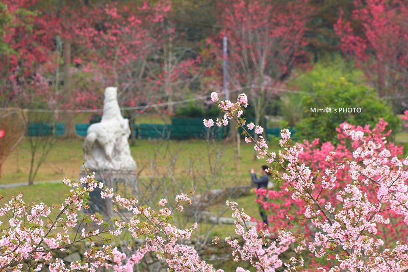 小半天櫻花1.JPG