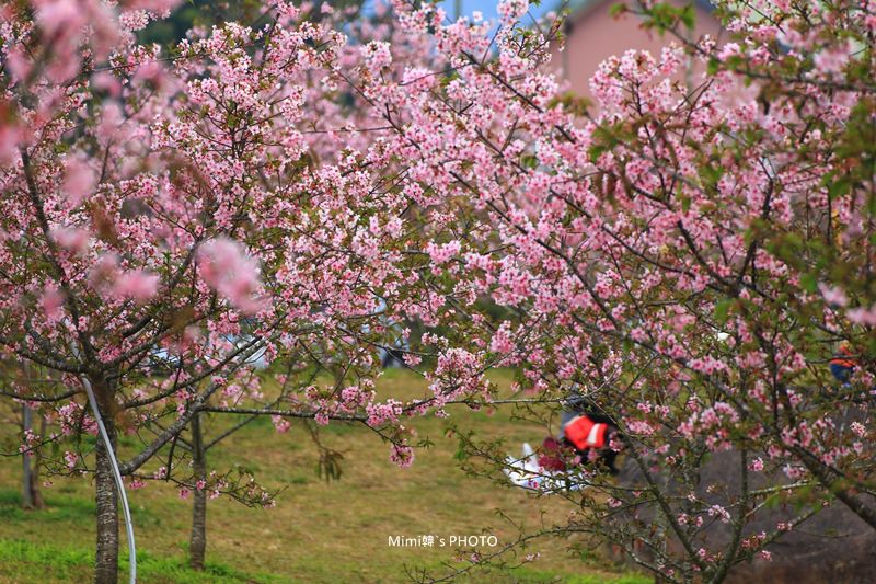 小半天櫻花16.JPG