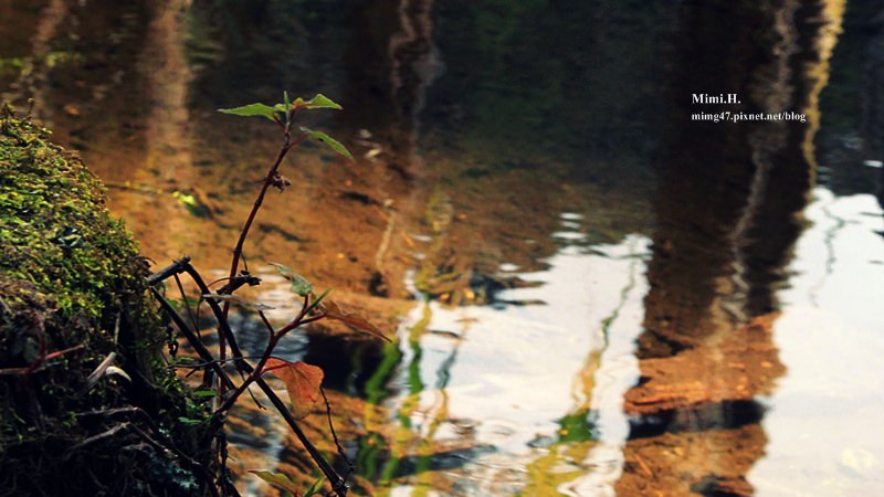 南投鹿谷忘憂森林24.JPG 南投鹿谷忘憂森林24.JPG