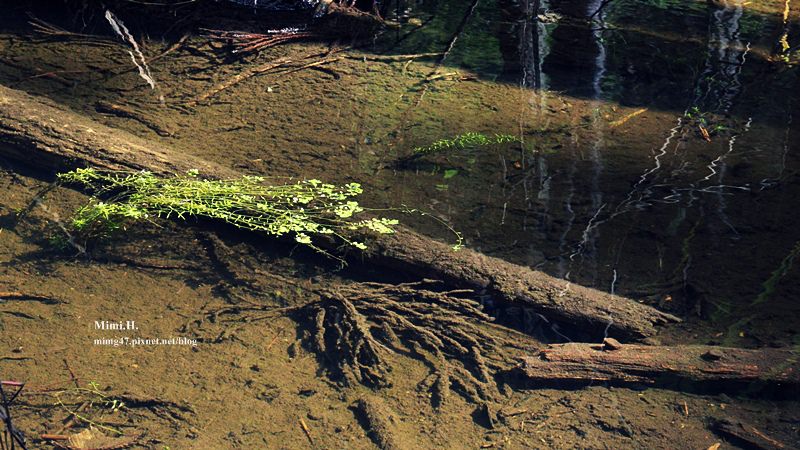 南投鹿谷忘憂森林23.JPG 南投鹿谷忘憂森林23.JPG