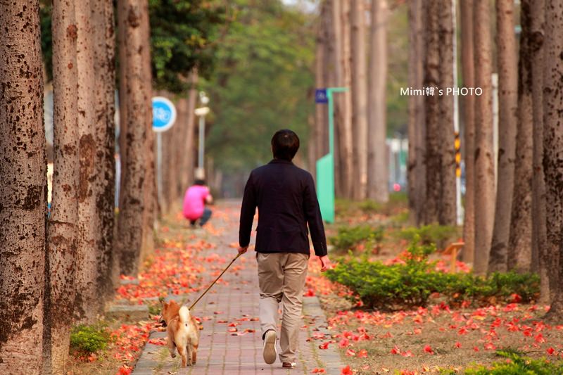 東豐路木棉花13.JPG