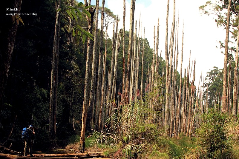 南投鹿谷忘憂森林17.JPG 南投鹿谷忘憂森林17.JPG