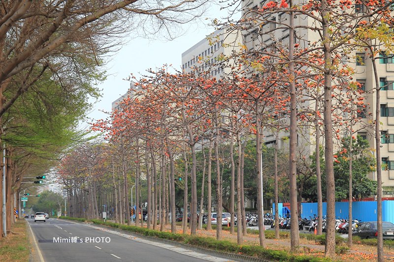 東豐路木棉花4.JPG