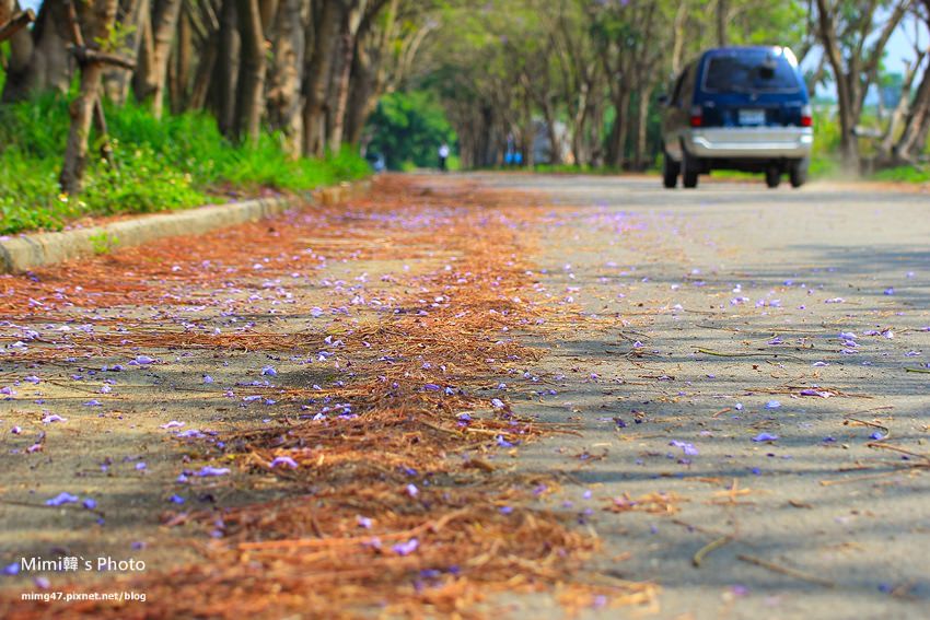 嘉義景點-圓林仔藍花楹油桐花-17.jpg