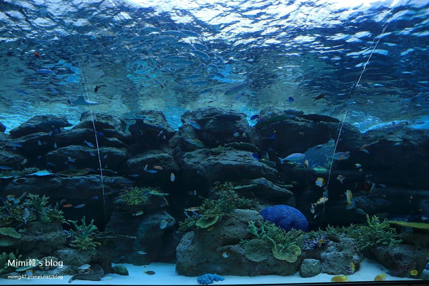 名古屋水族館-44.jpg