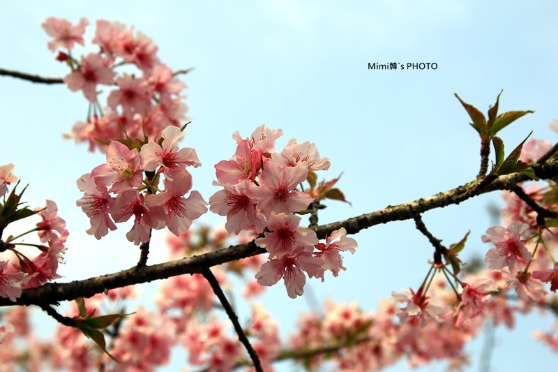 小半天櫻花21.JPG