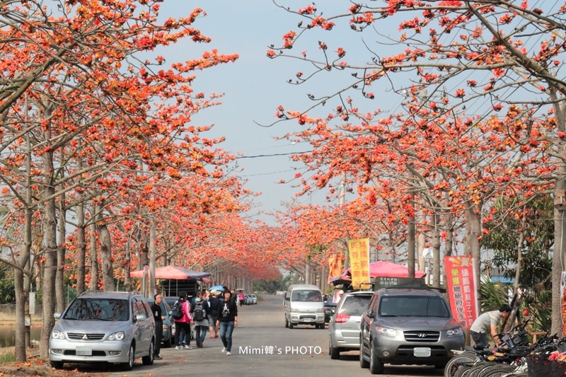 白河木棉花3.JPG