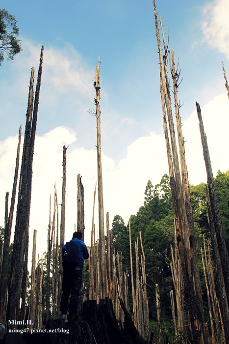 南投鹿谷忘憂森林13.JPG 南投鹿谷忘憂森林13.JPG