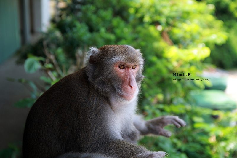 南化烏山彌猴26.JPG
