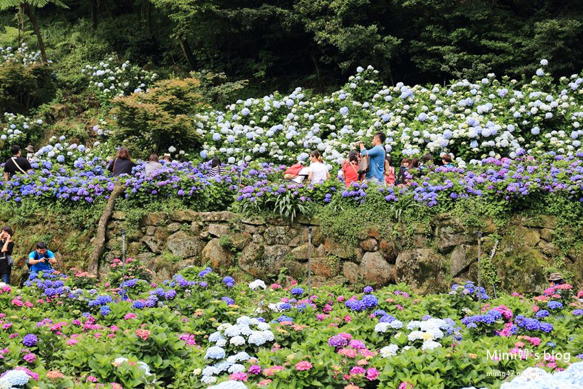 竹子湖繡球花-7.jpg