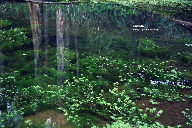 南投鹿谷忘憂森林27.JPG 南投鹿谷忘憂森林27.JPG