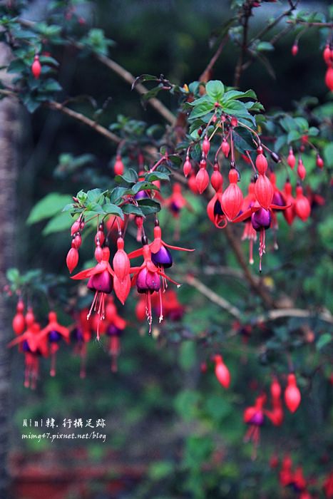 淳境山莊25.JPG 淳境山莊25.JPG