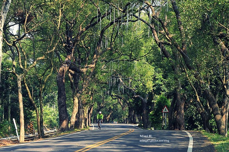 集集綠色隧道5.JPG