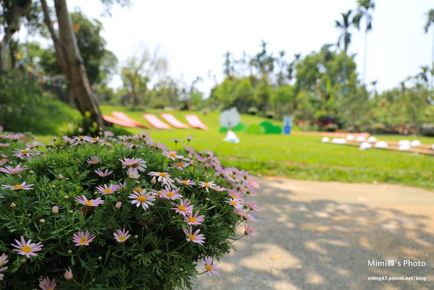 嘉義景點-圓林仔藍花楹油桐花-22.jpg