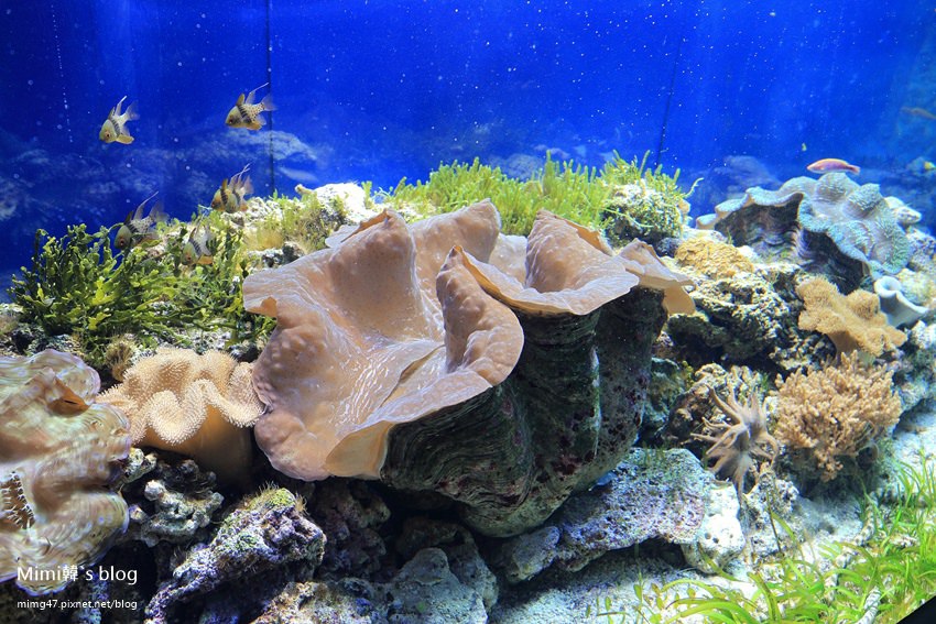 名古屋水族館-45.jpg