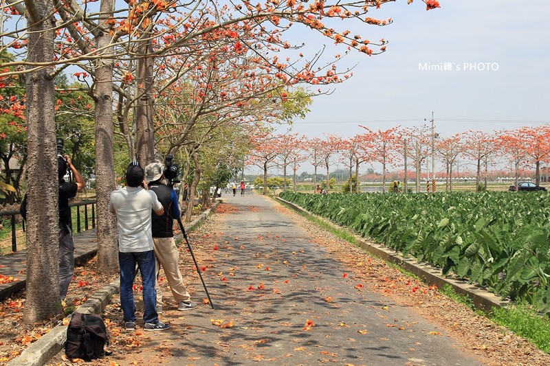 白河木棉花11.JPG