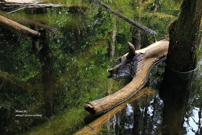 南投鹿谷忘憂森林32.JPG 南投鹿谷忘憂森林32.JPG