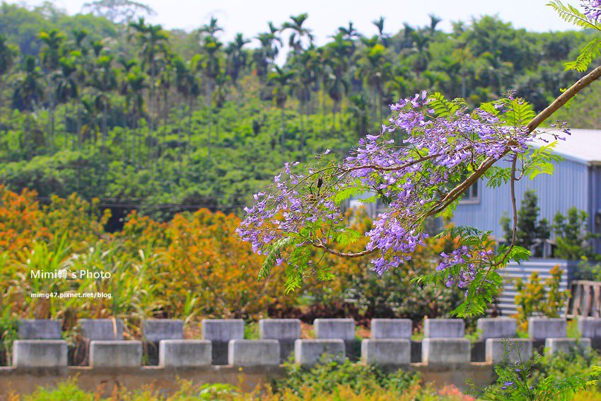 嘉義景點-圓林仔藍花楹油桐花-18.jpg