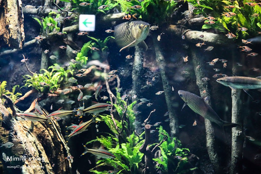 池袋太陽城水族館-27.jpg
