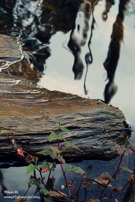 南投鹿谷忘憂森林25.JPG 南投鹿谷忘憂森林25.JPG