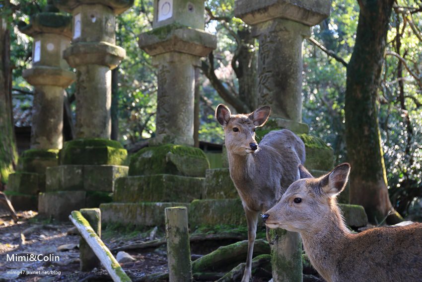 奈良東大寺-38.jpg