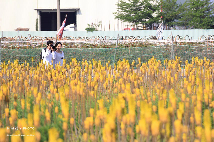 台南景點-安南蘆薈花田-26.jpg