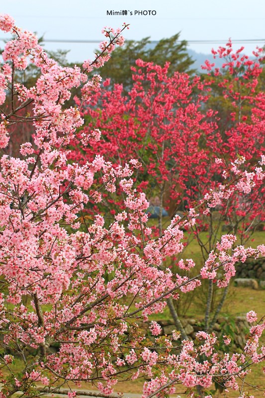 小半天櫻花29.JPG