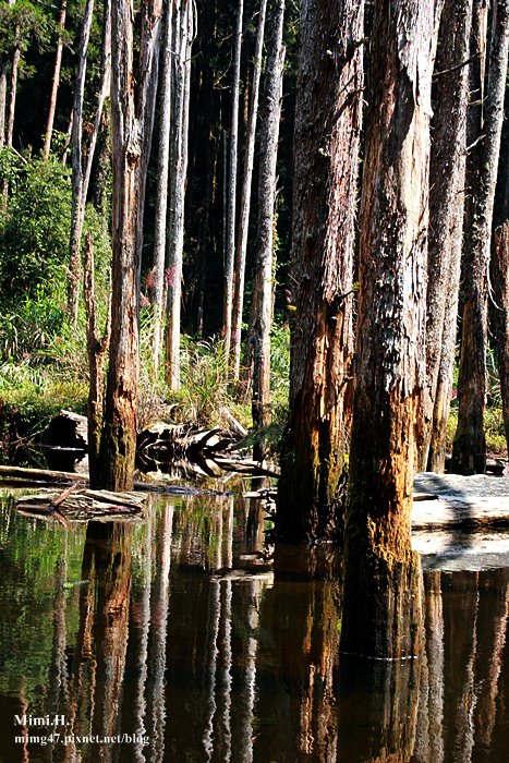 南投鹿谷忘憂森林21.JPG 南投鹿谷忘憂森林21.JPG