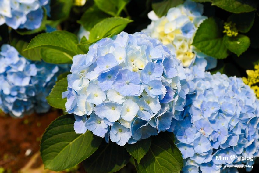 竹子湖繡球花-10.jpg
