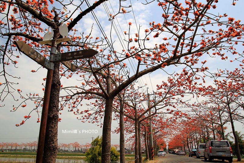 白河木棉花5.JPG