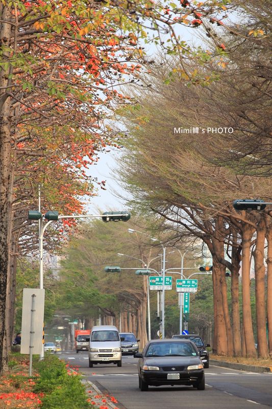 東豐路木棉花6.JPG