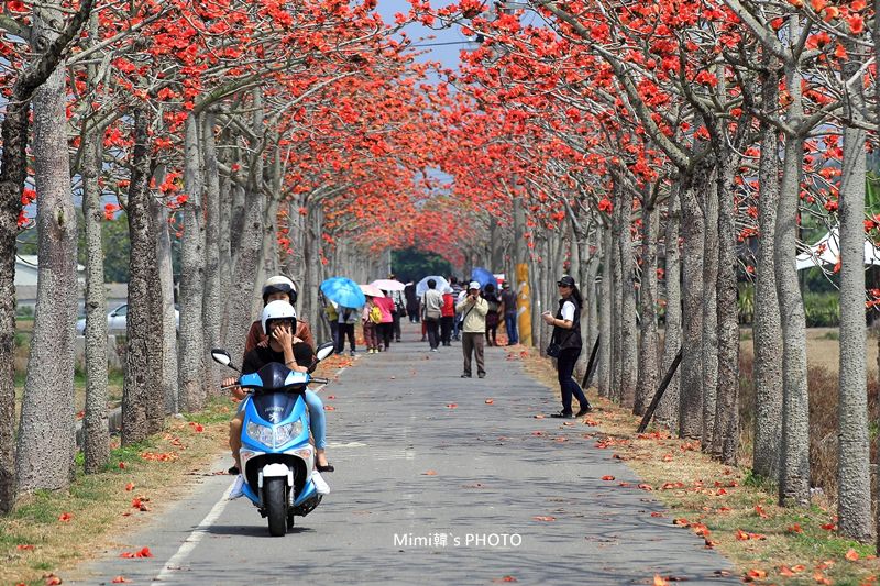 白河木棉花12.JPG