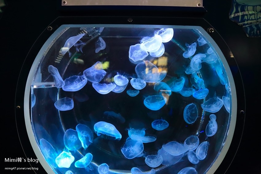 名古屋水族館-40.jpg