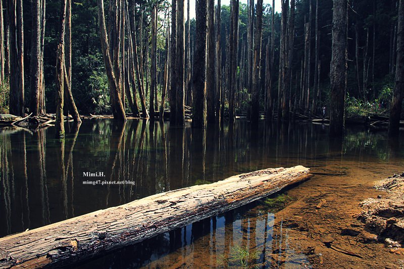 南投鹿谷忘憂森林1.JPG 南投鹿谷忘憂森林1.JPG