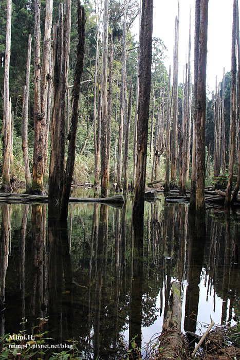 南投鹿谷忘憂森林10.JPG 南投鹿谷忘憂森林10.JPG